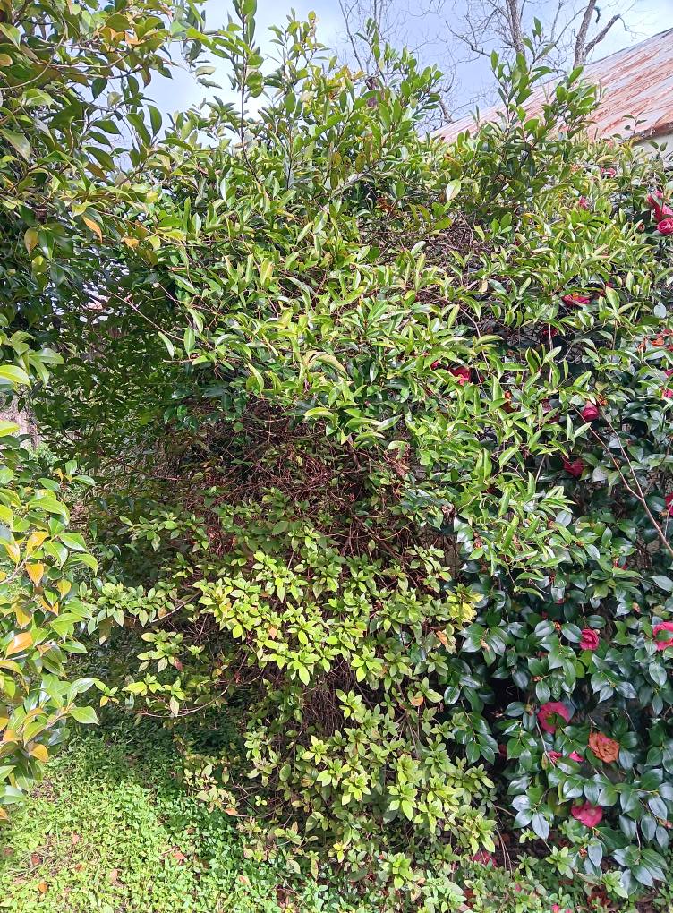 brush clearing service augusta aiken csra