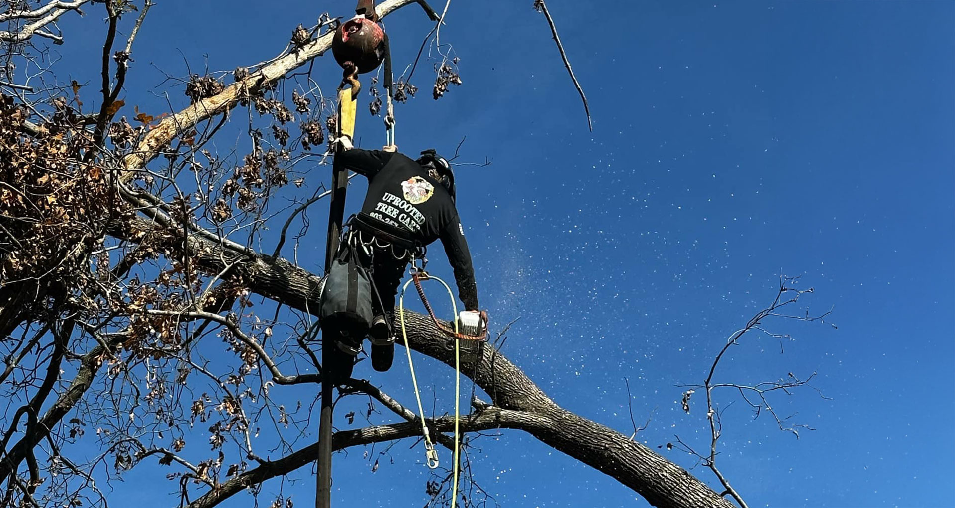 tree trimming in augusta aiken csra