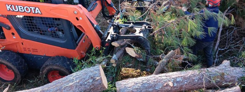 uprooted tree removal in augusta aiken csra